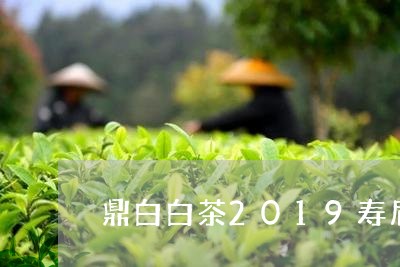 鼎白白茶2019寿眉/2023092427261