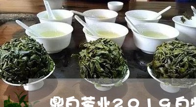 鼎白茶业2019白牡丹/2023092302616