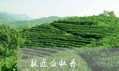 鼓匠白牡丹/2023082735350