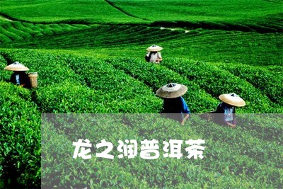 龙之润普洱茶/2023042502366