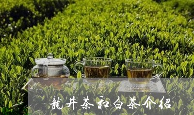 龙井茶和白茶介绍/2023071225140