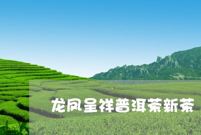 龙凤呈祥普洱茶新茶/2023120442167