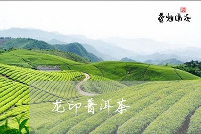 龙印普洱茶/2023090698481