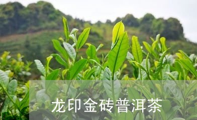 龙印金砖普洱茶/2023082663971