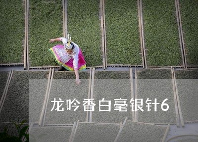 龙吟香白毫银针6/2023120672836