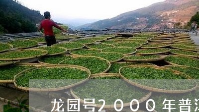 龙园号2000年普洱茶什么价格/2023110839473