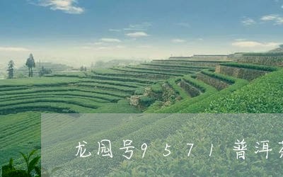 龙园号9571普洱茶/2023120645261