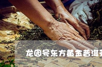 龙园号东方黄金普洱茶/2023120646514