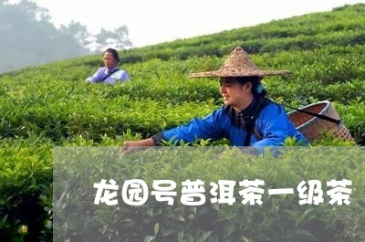 龙园号普洱茶一级茶/2023120590412