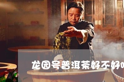 龙园号普洱茶好不好喝/2023072274948