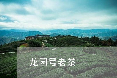 龙园号老茶/2023090288473