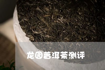 龙园普洱茶测评/2023102654826