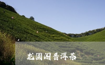 龙圆阁普洱茶/2023091170381