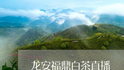 龙安福鼎白茶直播/2023071240503