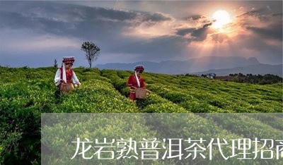 龙岩熟普洱茶代理招商/2023092560492