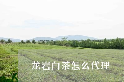 龙岩白茶怎么代理/2023071262715