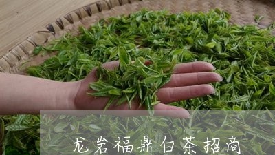 龙岩福鼎白茶招商/2023071270047