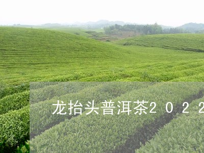 龙抬头普洱茶2022/2023120682715