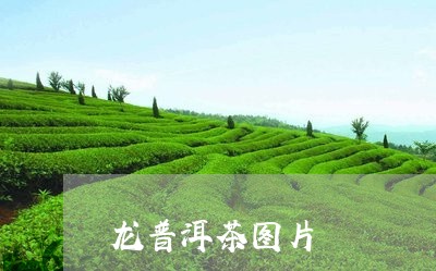 龙普洱茶图片/2023042607266