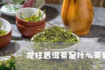 龙柱普洱茶是什么茶种植的/2023121873615