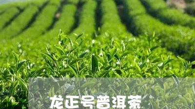 龙正号普洱茶/2023042665960