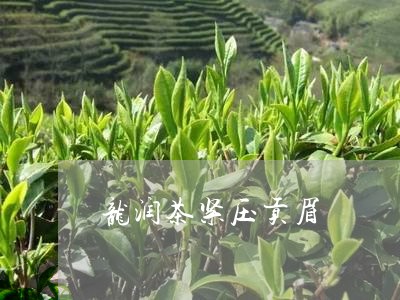 龙润茶紧压贡眉/2023112519481