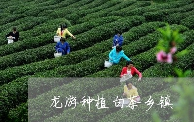 龙游种植白茶乡镇/2023071241603