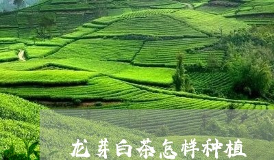 龙芽白茶怎样种植/2023071311404