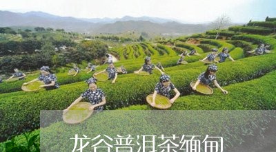 龙谷普洱茶缅甸/2023110876247