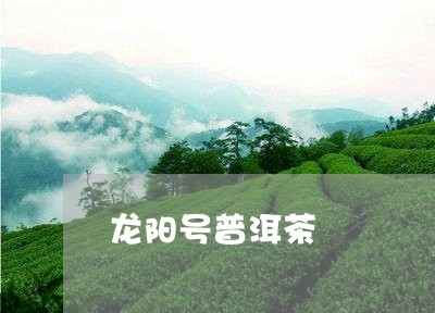 龙阳号普洱茶/2023042692330