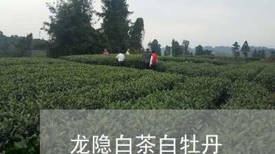 龙隐白茶白牡丹/2023090605716