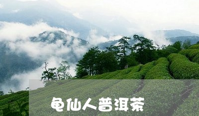 龟仙人普洱茶/2023042824989