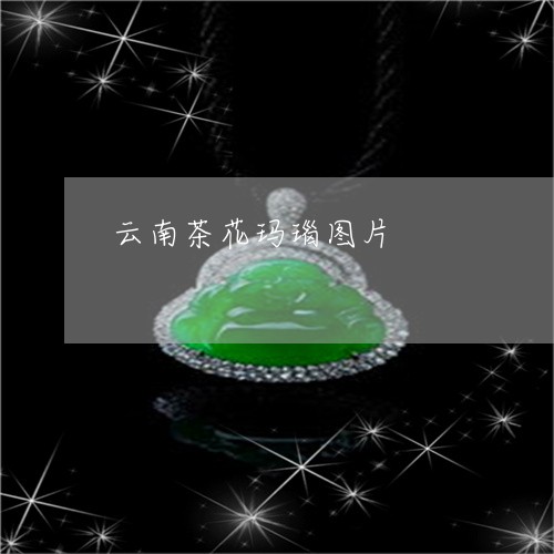 云南茶花玛瑙图片/2023090780072