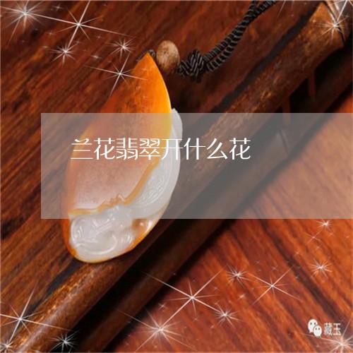 兰花翡翠开什么花/2023090879766