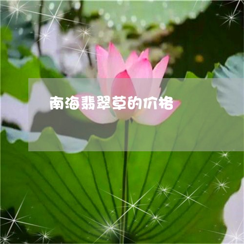 南海翡翠草的价格/2023090552345