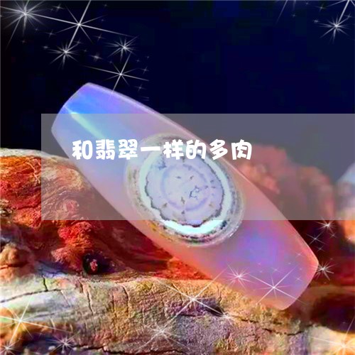 和翡翠一样的多肉/2023090731666