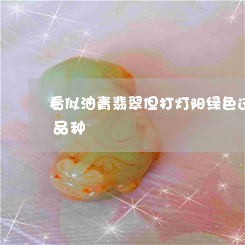 看似油青翡翠但打灯阳绿色这种翡翠属什么品种/2023080434211