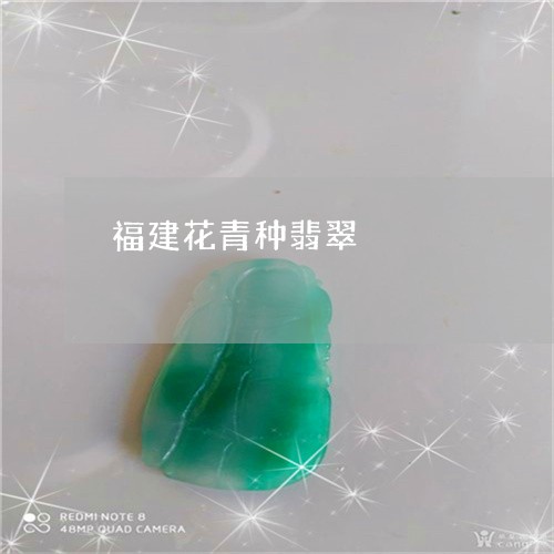 福建花青种翡翠/2023051876348