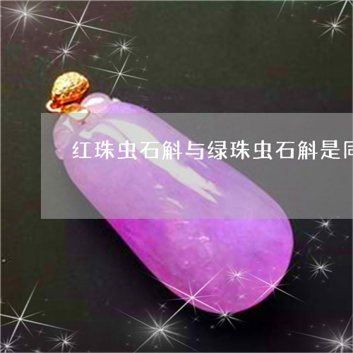 红珠虫石斛与绿珠虫石斛是同一个品种吗/2023080366294