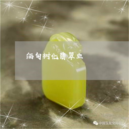 缅甸树化翡翠虫/2023051820903