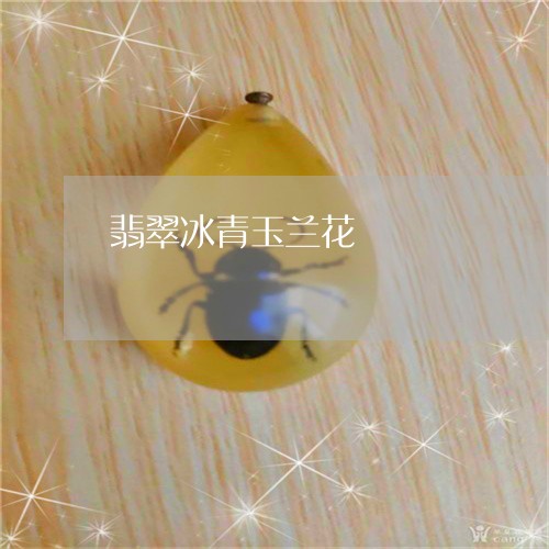 翡翠冰青玉兰花/2023051712444