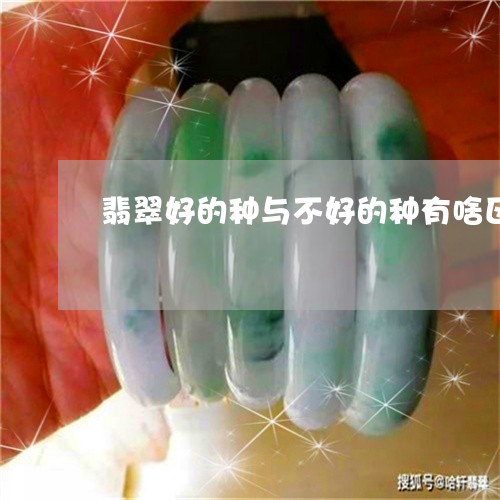 翡翠好的种与不好的种有啥区别/2023101792014