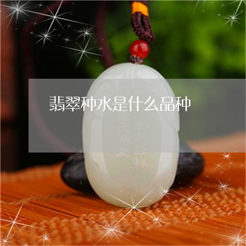 翡翠种水是什么品种/2023091505393