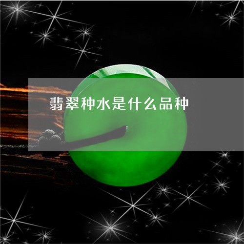 翡翠种水是什么品种/2023091583784